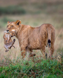 Lioness with lion cubs wallpaper 128x160
