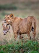 Sfondi Lioness with lion cubs 132x176