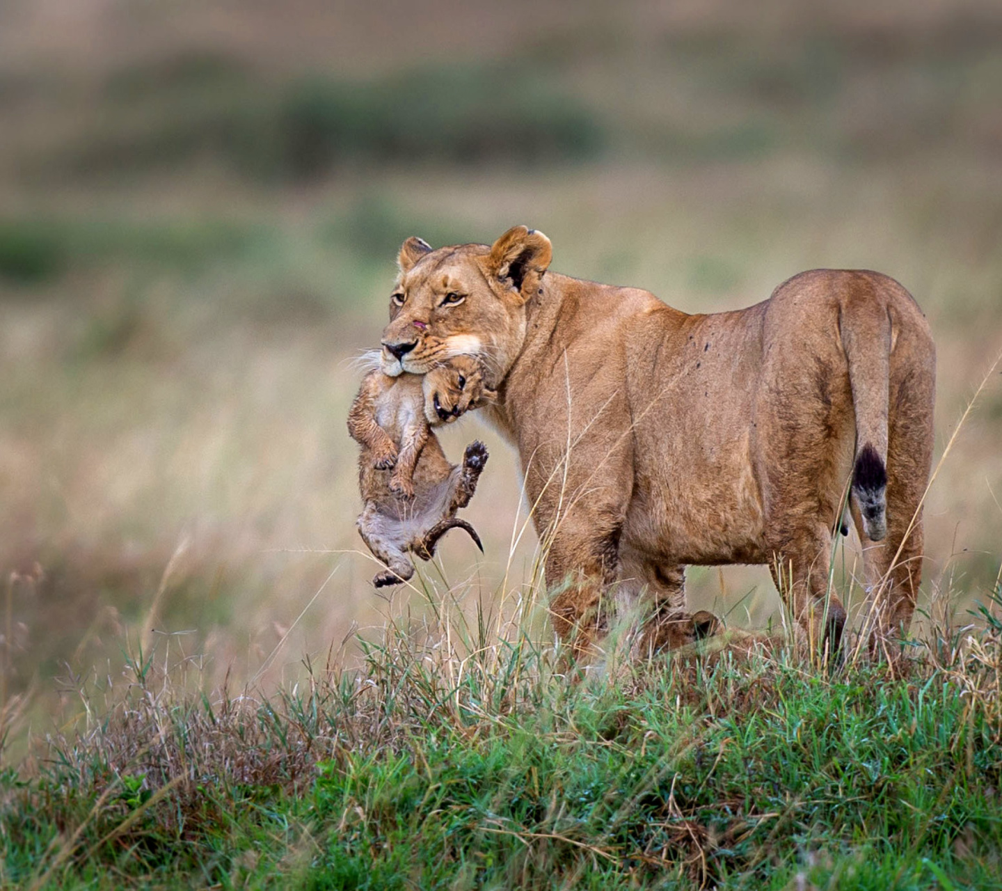 Lioness with lion cubs wallpaper 1440x1280