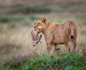 Lioness with lion cubs wallpaper 176x144