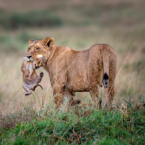 Lioness with lion cubs wallpaper 208x208