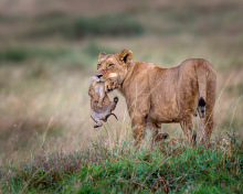 Fondo de pantalla Lioness with lion cubs 220x176