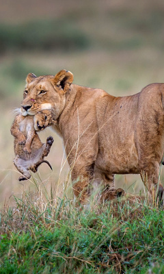 Fondo de pantalla Lioness with lion cubs 240x400