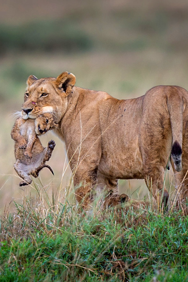 Fondo de pantalla Lioness with lion cubs 640x960