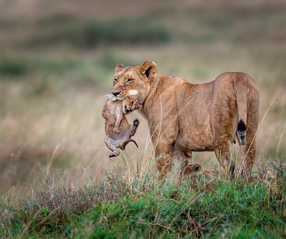 Lioness with lion cubs wallpaper 960x800