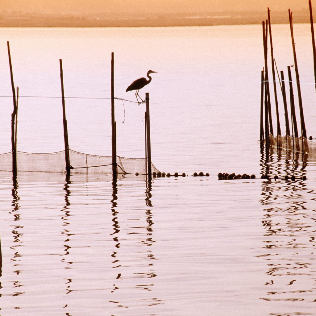 La Albufera National Park screenshot #1 1024x1024