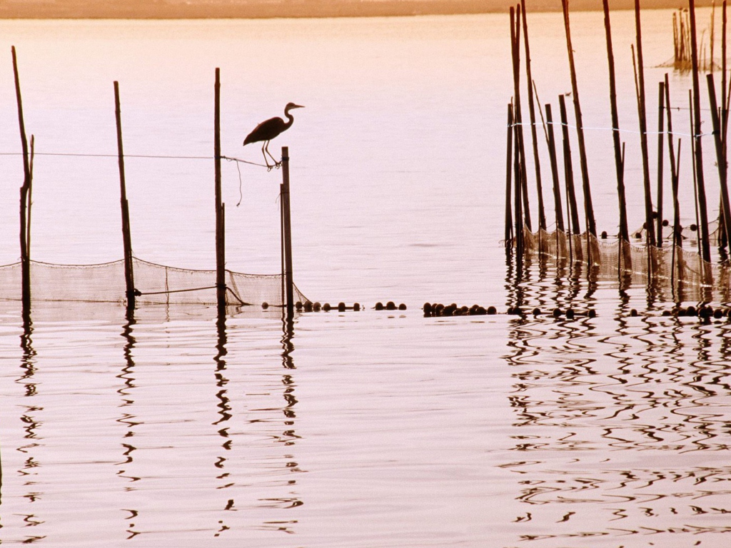 Fondo de pantalla La Albufera National Park 1024x768