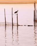 Fondo de pantalla La Albufera National Park 128x160