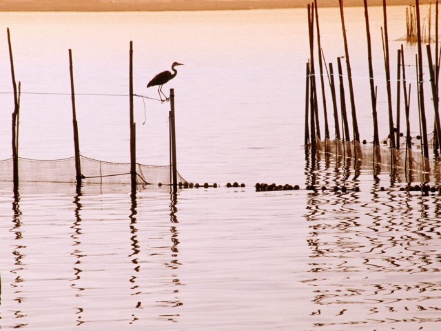 Das La Albufera National Park Wallpaper 640x480