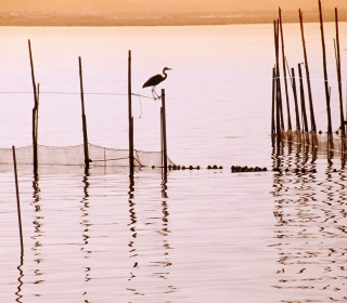 La Albufera National Park sfondi gratuiti per Nokia 8800