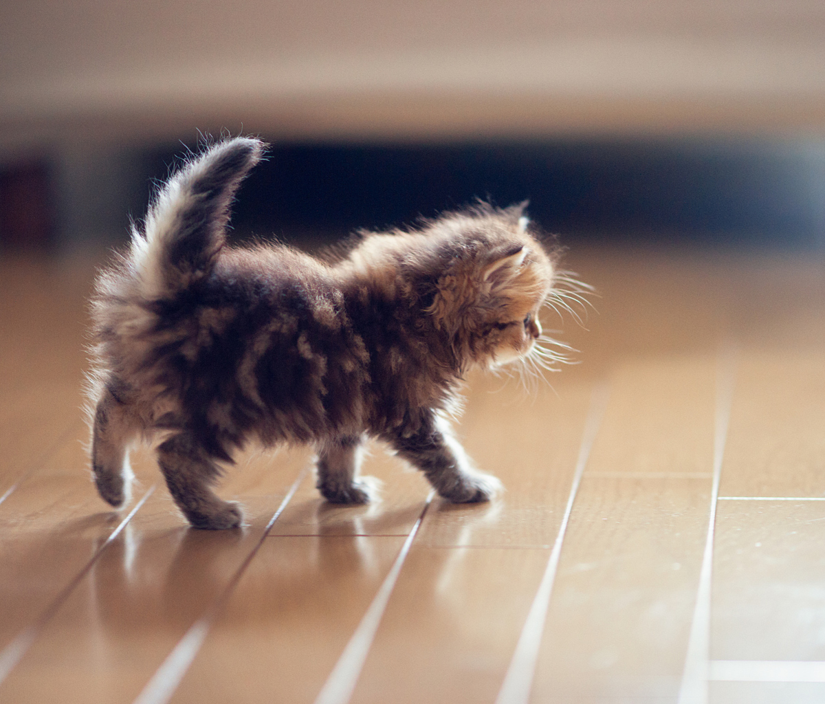 Fondo de pantalla Cute Kitten 1200x1024