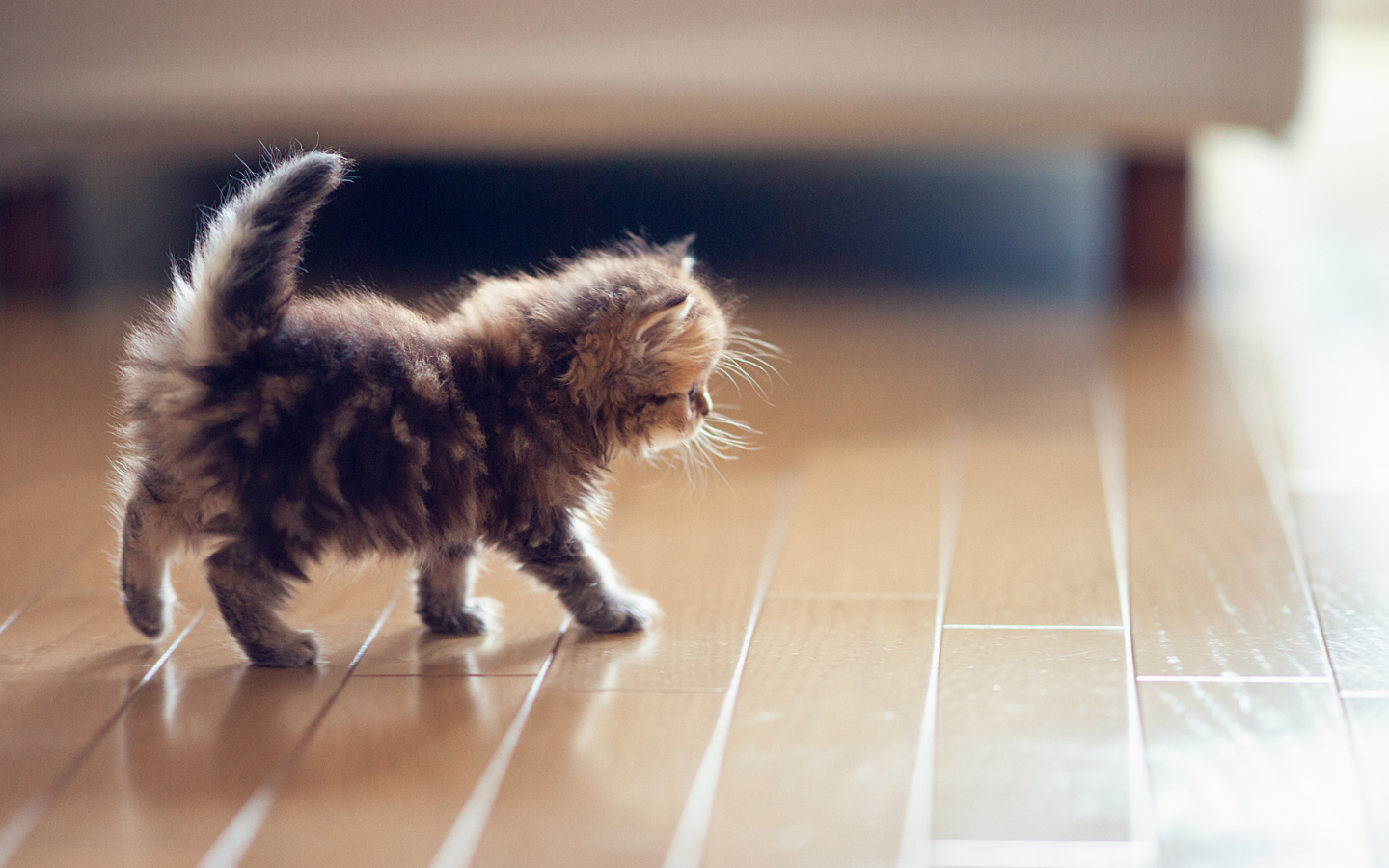 Cute Kitten screenshot #1 1440x900
