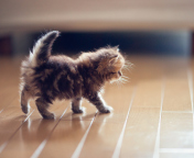 Das Cute Kitten Wallpaper 176x144