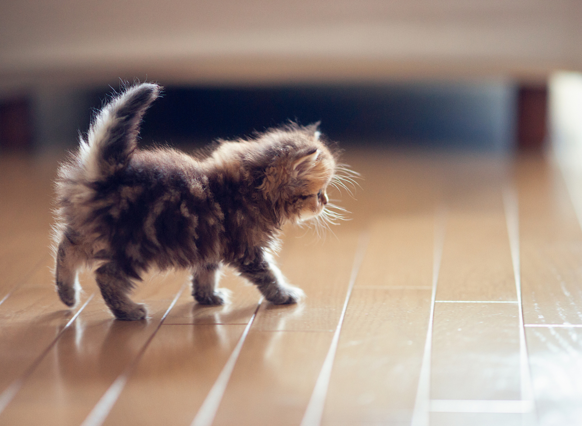 Fondo de pantalla Cute Kitten 1920x1408