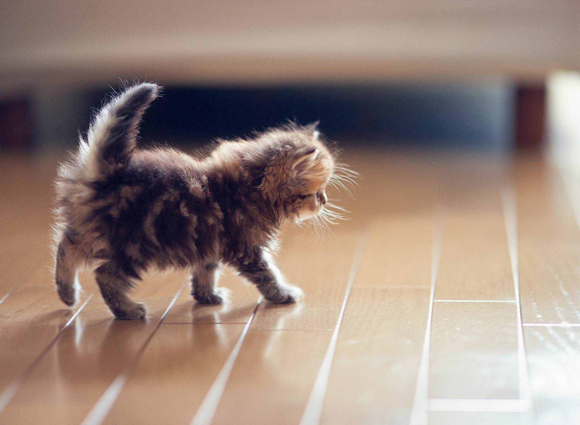 Cute Kitten wallpaper 1920x1408