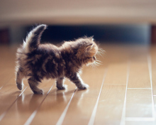 Fondo de pantalla Cute Kitten 220x176