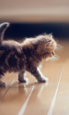 Fondo de pantalla Cute Kitten 240x400