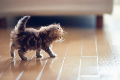 Cute Kitten wallpaper 480x320