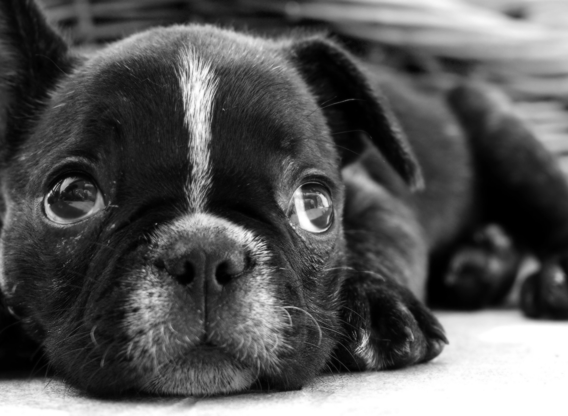 Fondo de pantalla French Bulldog Puppy 1920x1408