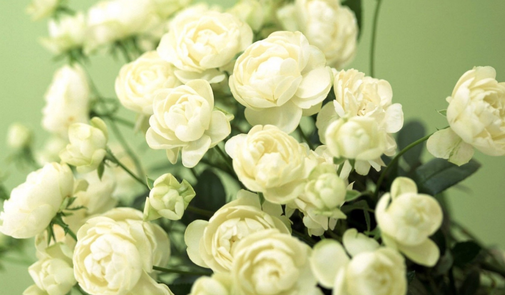 Обои White Roses 1024x600
