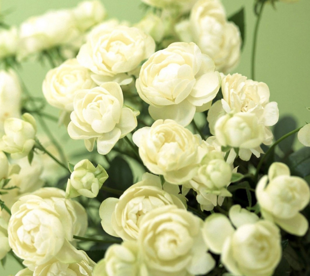 Fondo de pantalla White Roses 1080x960