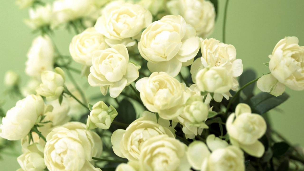 Обои White Roses 1280x720