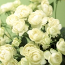 Fondo de pantalla White Roses 128x128