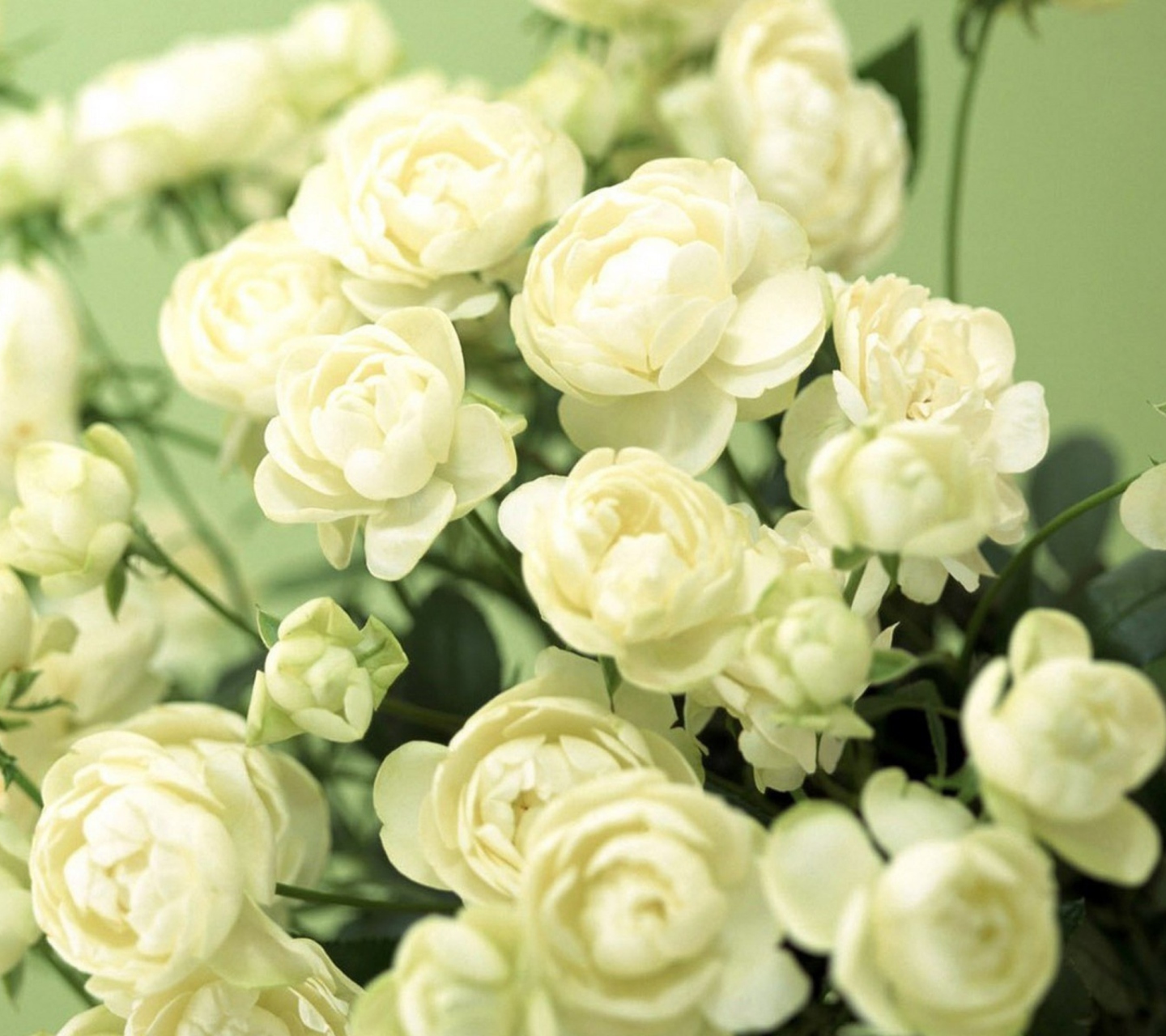 Fondo de pantalla White Roses 1440x1280