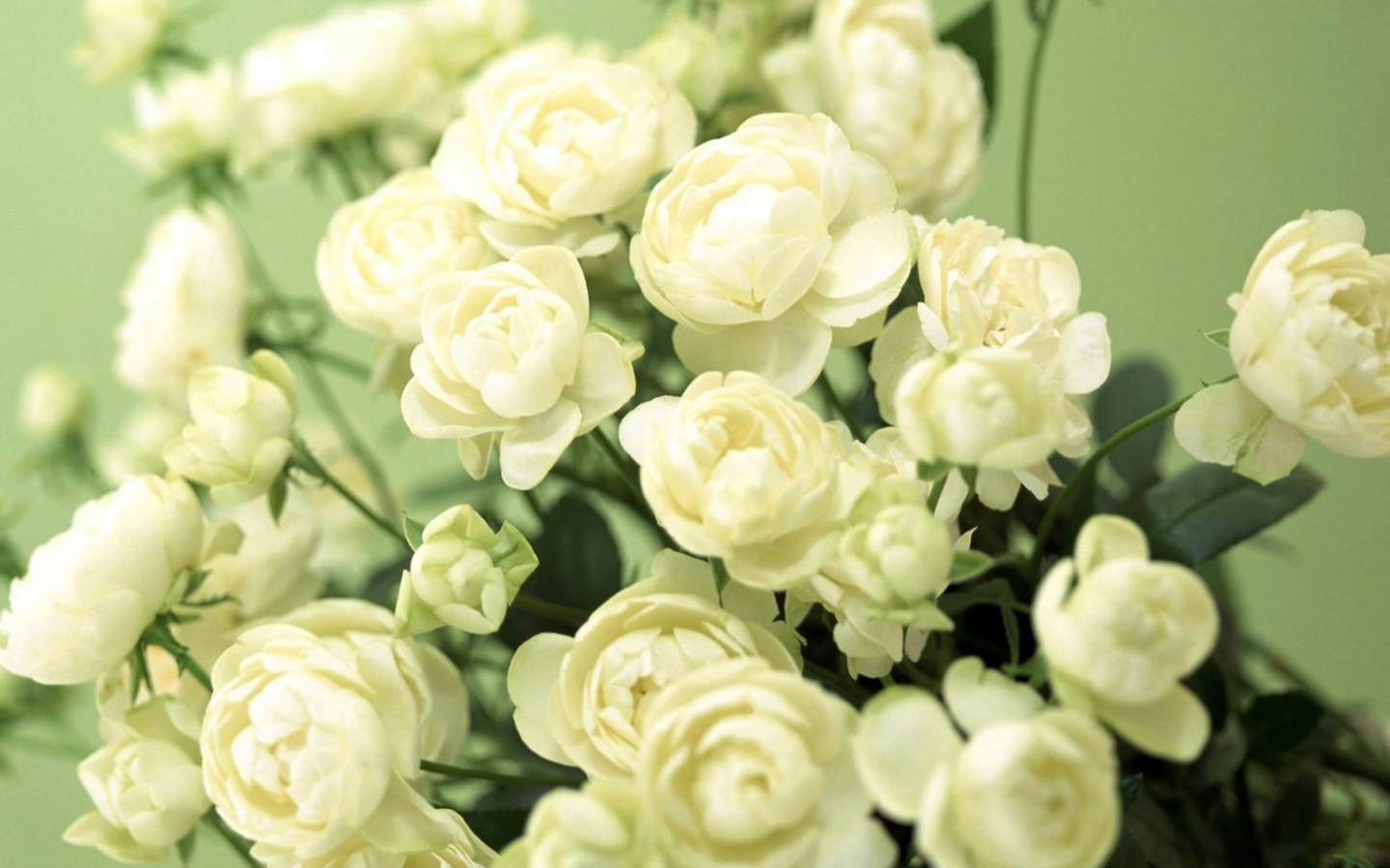 Screenshot №1 pro téma White Roses 1440x900