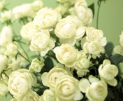 Fondo de pantalla White Roses 176x144
