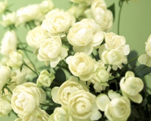 Fondo de pantalla White Roses 220x176