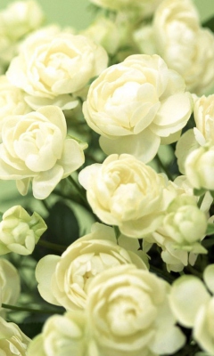 Обои White Roses 240x400