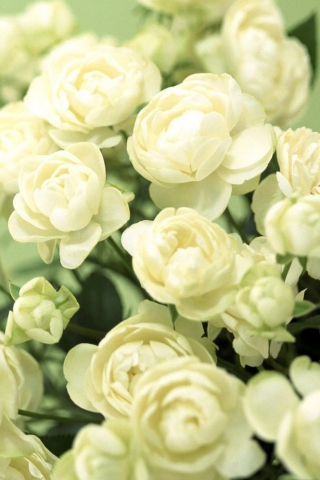Fondo de pantalla White Roses 320x480
