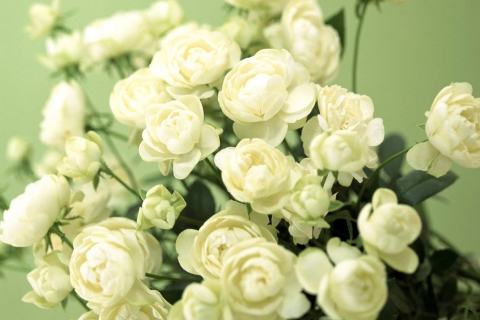 Fondo de pantalla White Roses 480x320