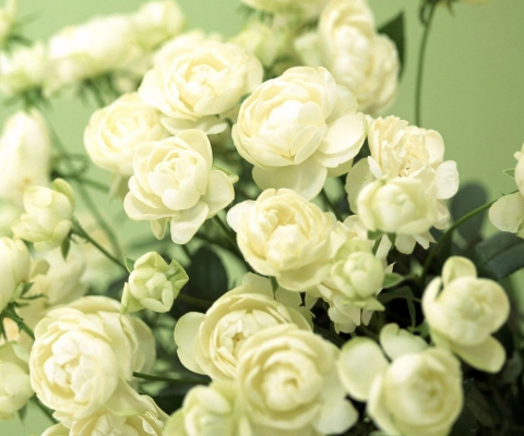 Обои White Roses 480x400