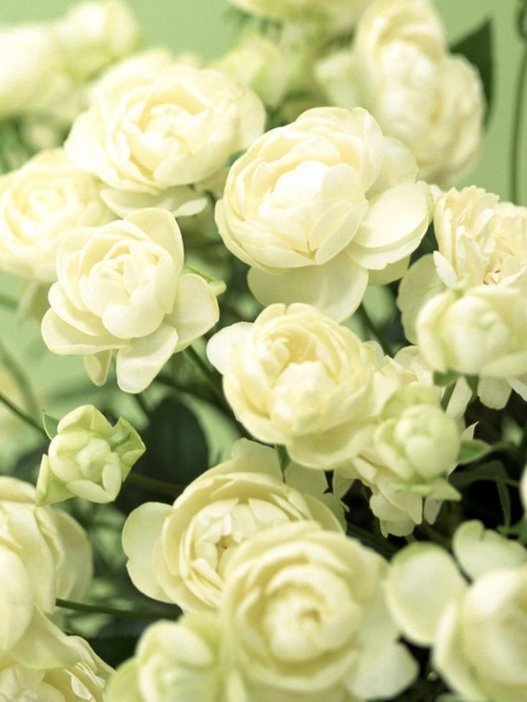 Das White Roses Wallpaper 480x640