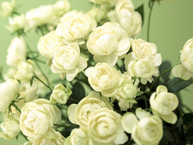 Das White Roses Wallpaper 640x480