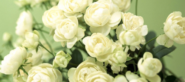 Sfondi White Roses 720x320