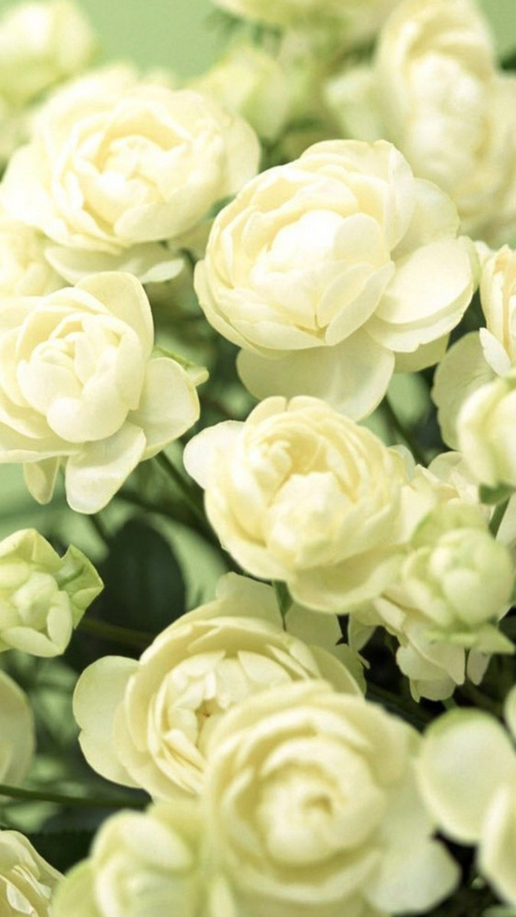Fondo de pantalla White Roses 750x1334