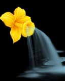 Fondo de pantalla Yellow Flower 128x160