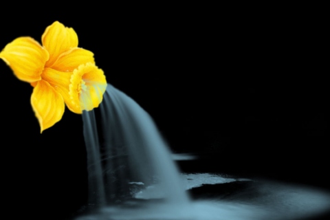 Fondo de pantalla Yellow Flower 480x320
