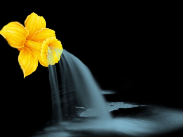 Fondo de pantalla Yellow Flower 640x480
