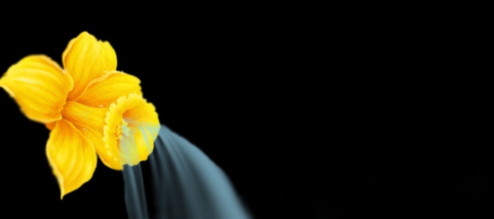 Screenshot №1 pro téma Yellow Flower 720x320