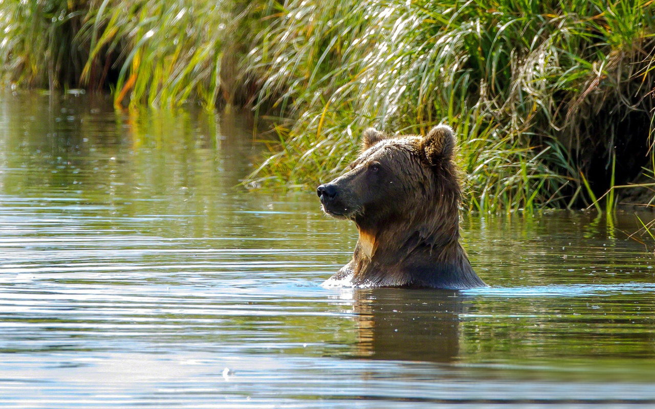 Обои Bruiser Bear Swimming in Lake 1280x800