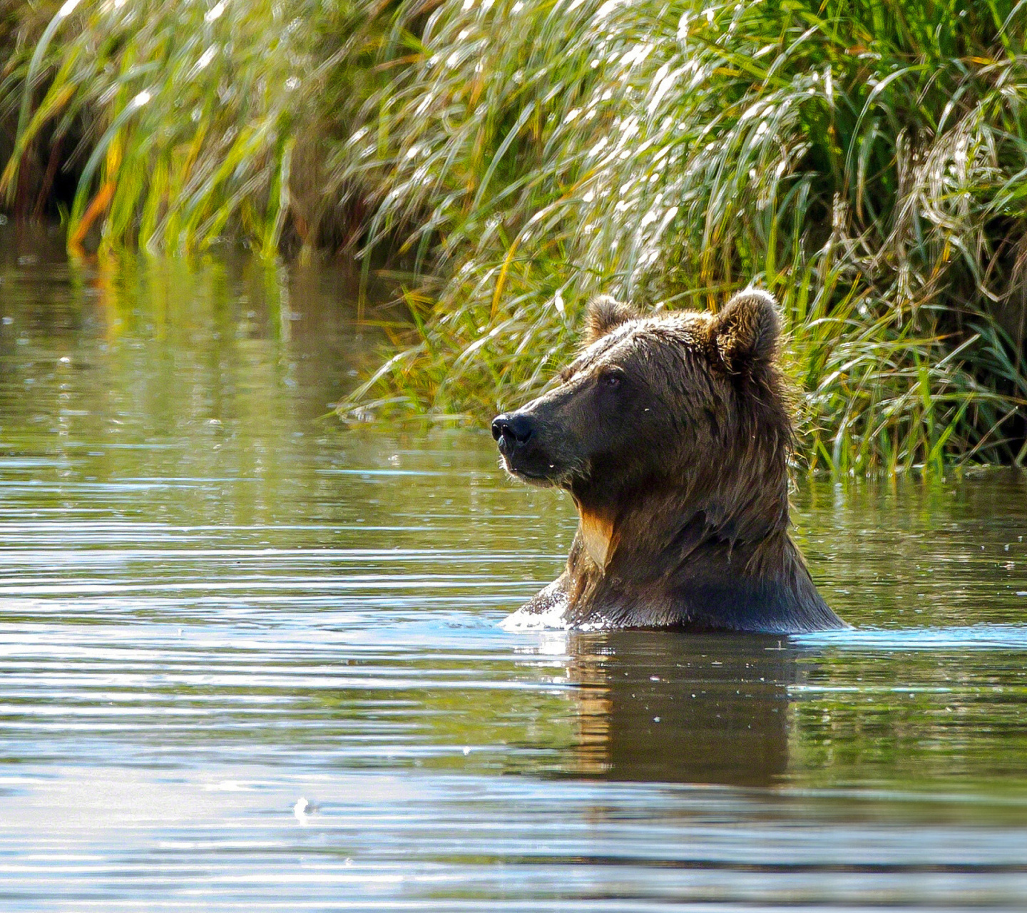 Fondo de pantalla Bruiser Bear Swimming in Lake 1440x1280
