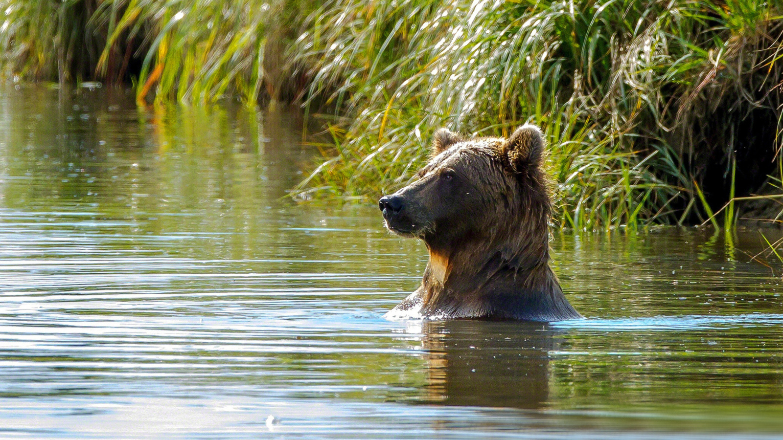 Обои Bruiser Bear Swimming in Lake 1600x900