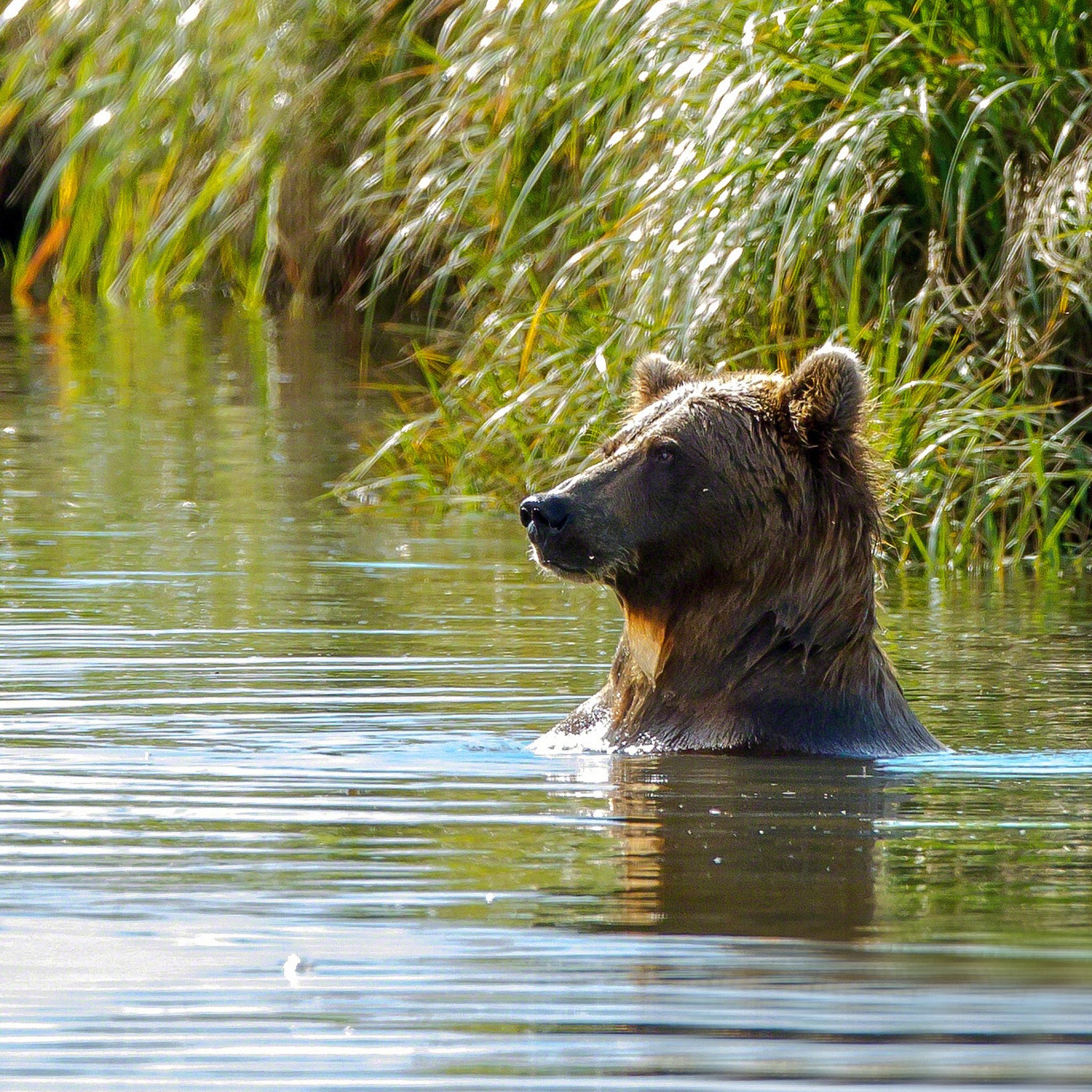 Sfondi Bruiser Bear Swimming in Lake 2048x2048