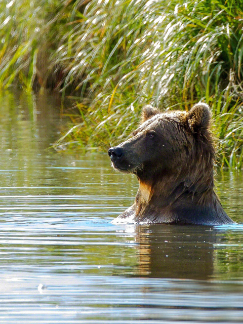 Screenshot №1 pro téma Bruiser Bear Swimming in Lake 480x640