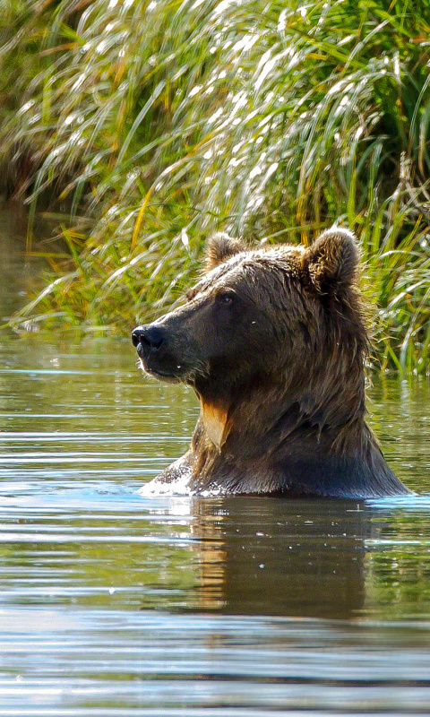 Sfondi Bruiser Bear Swimming in Lake 480x800