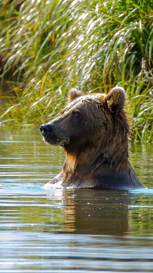 Sfondi Bruiser Bear Swimming in Lake 640x1136